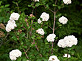 Viburnum carlcephalum IMG_5951 Kalina angielska